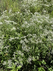 Eupatorium