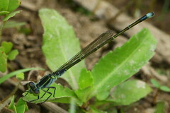 Ischnura pruinescens