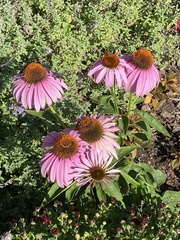 Echinacea