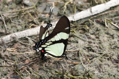 Eurytides callias