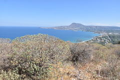 Euphorbia dendroides