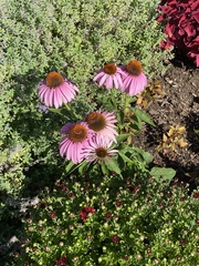 Echinacea