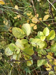 Betula humilis