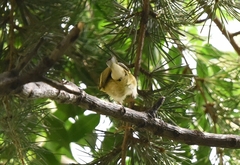 Phylloscopus inornatus