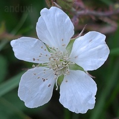 Rubus caesius