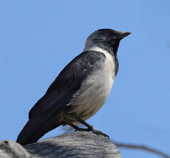 Corvus dauuricus