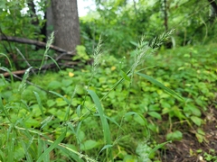 Muhlenbergia sylvatica