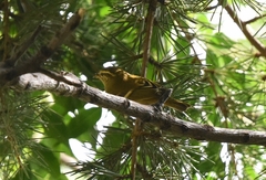 Phylloscopus inornatus