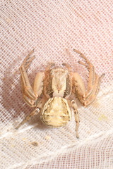 Xysticus cristatus