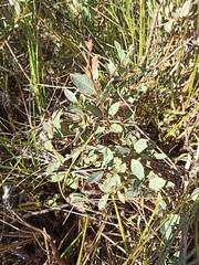 Salix myrtilloides