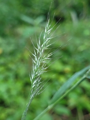 Muhlenbergia sylvatica