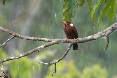 Galbalcyrhynchus leucotis