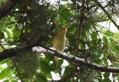 Phylloscopus inornatus