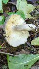 Lyophyllum decastes