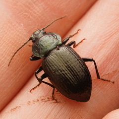 Adelium subdepressum