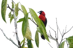 Ramphocelus nigrogularis