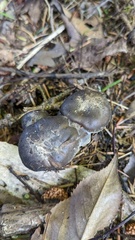 Lyophyllum decastes