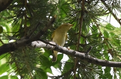Phylloscopus inornatus