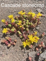 Sedum divergens