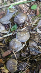 Lyophyllum decastes