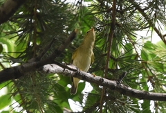 Phylloscopus inornatus