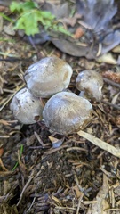 Lyophyllum decastes