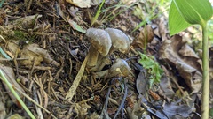 Lyophyllum decastes