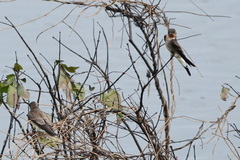 Stelgidopteryx ruficollis