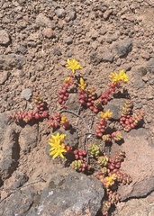 Sedum divergens