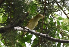 Phylloscopus inornatus