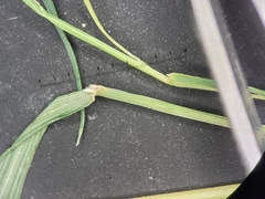 Muhlenbergia sylvatica