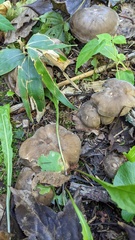 Lyophyllum decastes
