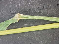 Muhlenbergia sylvatica