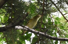 Phylloscopus inornatus