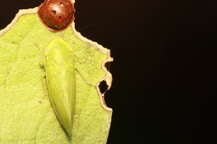Cicadellidae