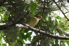 Phylloscopus inornatus