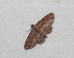 Chloroclystis filata