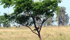 Colaptes campestris campestroides
