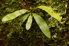 Microsorum pustulatum pustulatum