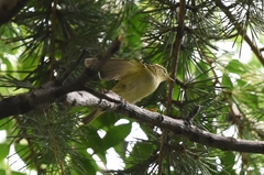Phylloscopus inornatus