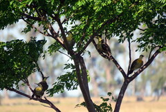 Colaptes campestris campestroides