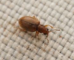 Corticariinae