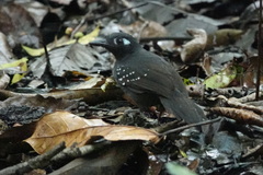 Myrmelastes hyperythrus