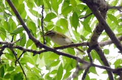 Phylloscopus coronatus