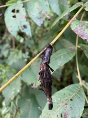 Thyridopteryx ephemeraeformis