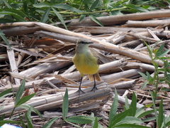 Machetornis rixosa