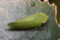 Cicadellidae