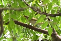 Phylloscopus coronatus