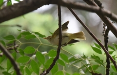 Phylloscopus coronatus