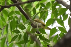 Phylloscopus coronatus